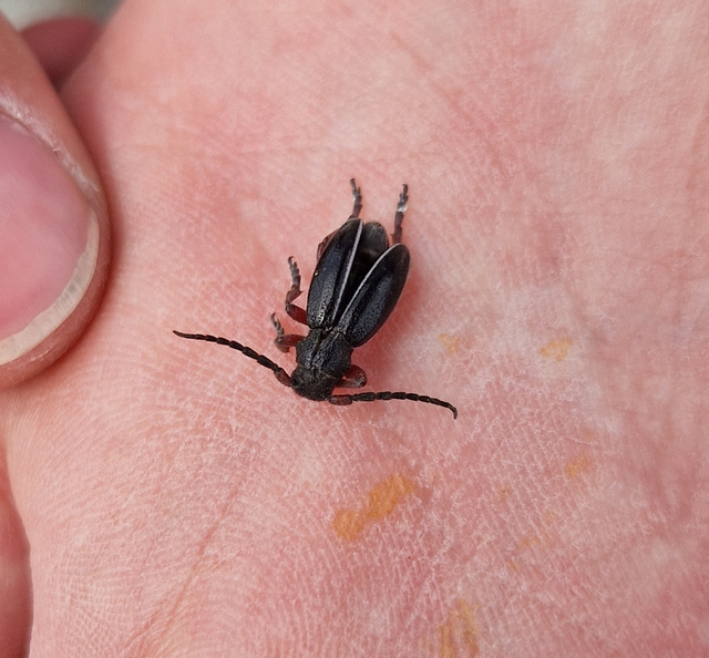 Dorcadion pedestre - kétsávos gyalogcincér Dorcadion pedestre - kétsávos gyalogcincér