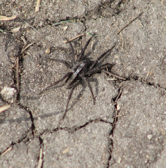 Alopecosa