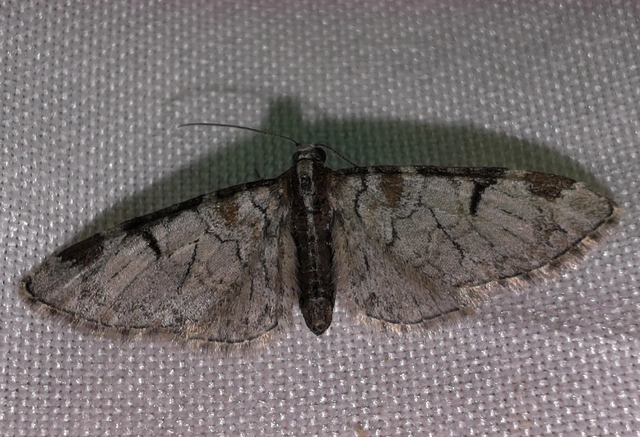 Eupithecia insigniata - hálózatos törpearaszoló