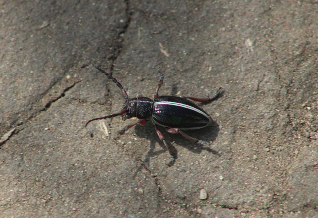 Dorcadion pedestre - kétsávos gyalogcincér Dorcadion pedestre - kétsávos gyalogcincér