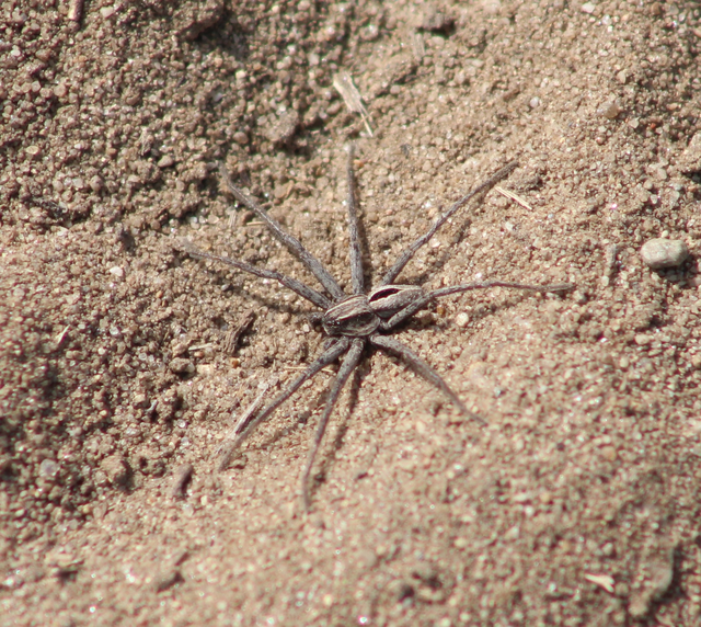 Thanatus formicinus - bársonysávos karolópók