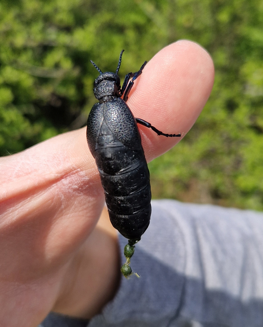 Meloe cicatricosus - óriásnünüke