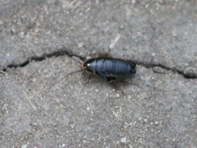 Blattodea - Csótányok Blattodea - Csótányok