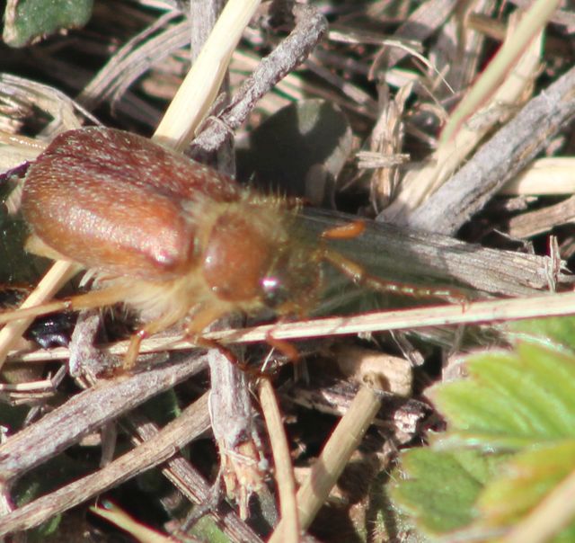 Holochelus pilicollis