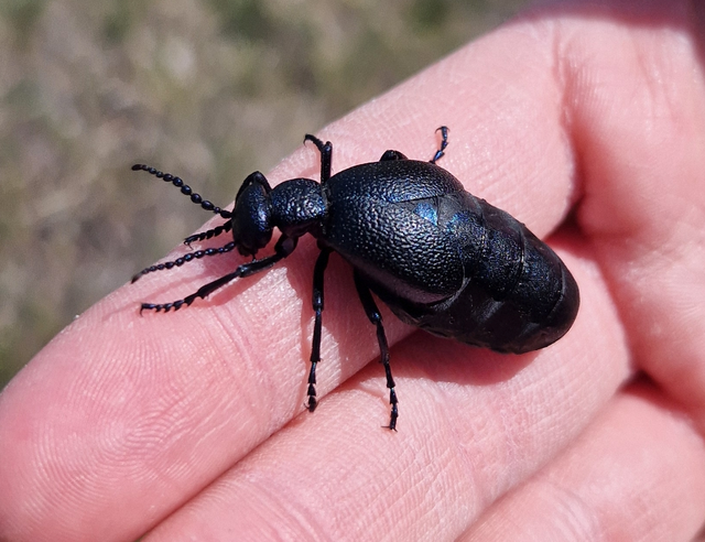 Meloe proscarabaeus - közönséges nünüke