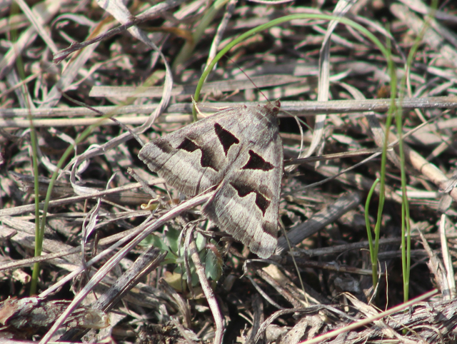 Gonospileia triquetra - kakukkfű-nappalibagoly