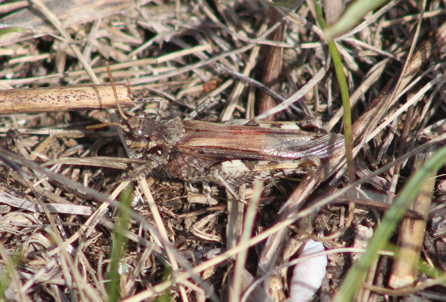 Acrotylus insubricus - önbeásósáska