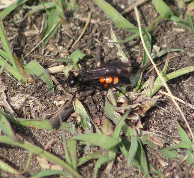 Anoplius viaticus - közönséges útonállódarázs Anoplius viaticus - közönséges útonállódarázs