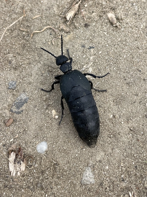 Meloe cicatricosus - óriásnünüke