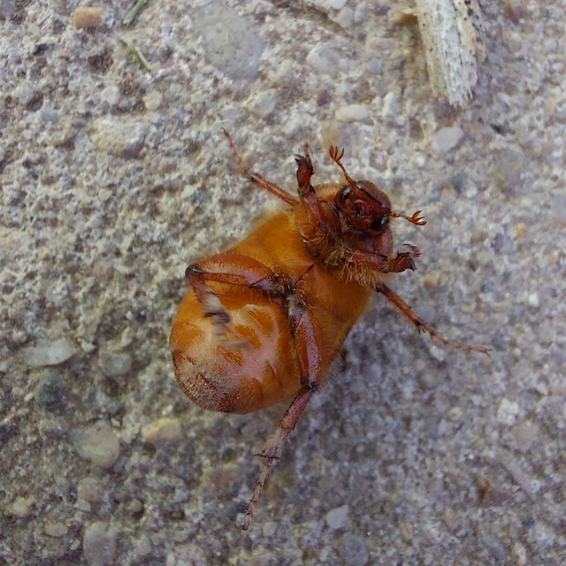 Holochelus aequinoctialis - tavaszeleji cserebogár