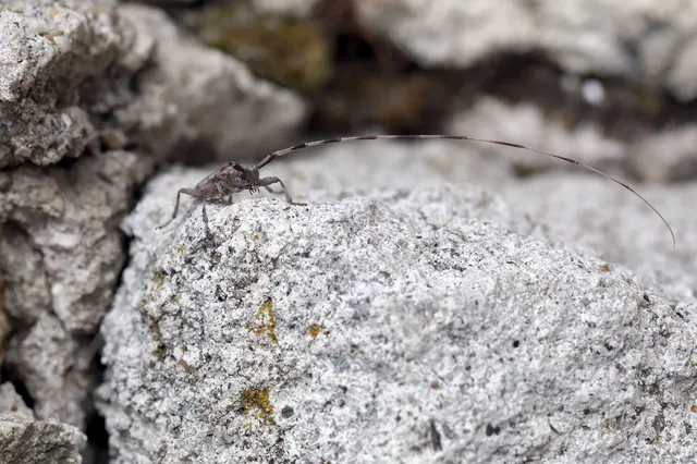 Acanthocinus aedilis - nagy daliáscincér