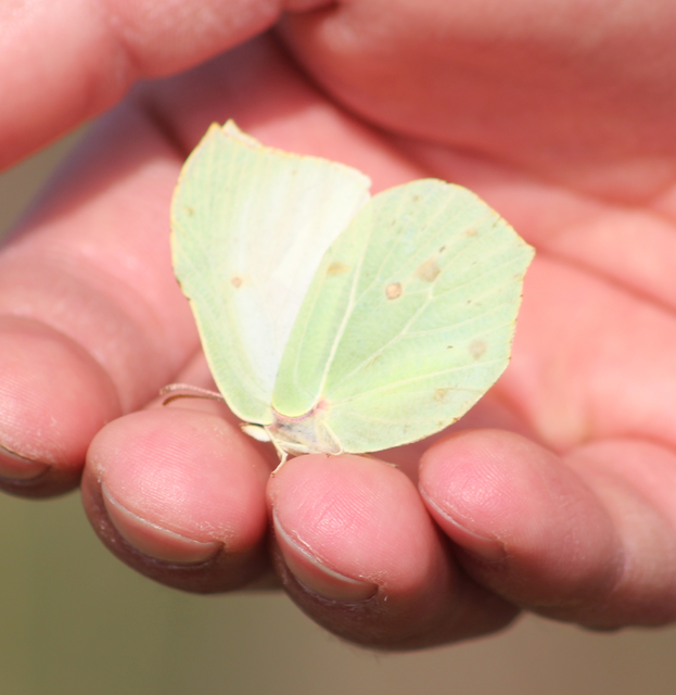 Gonepteryx rhamni - citromlepke