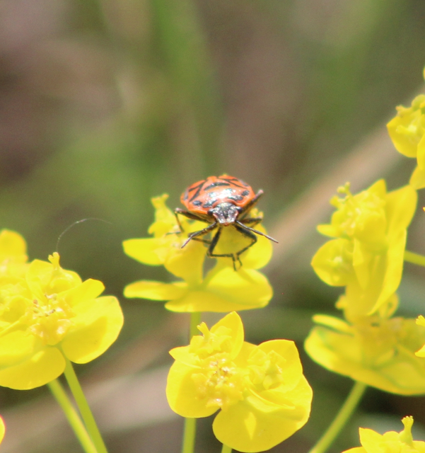 Eurydema ornata - díszespoloska Eurydema ornata - díszespoloska