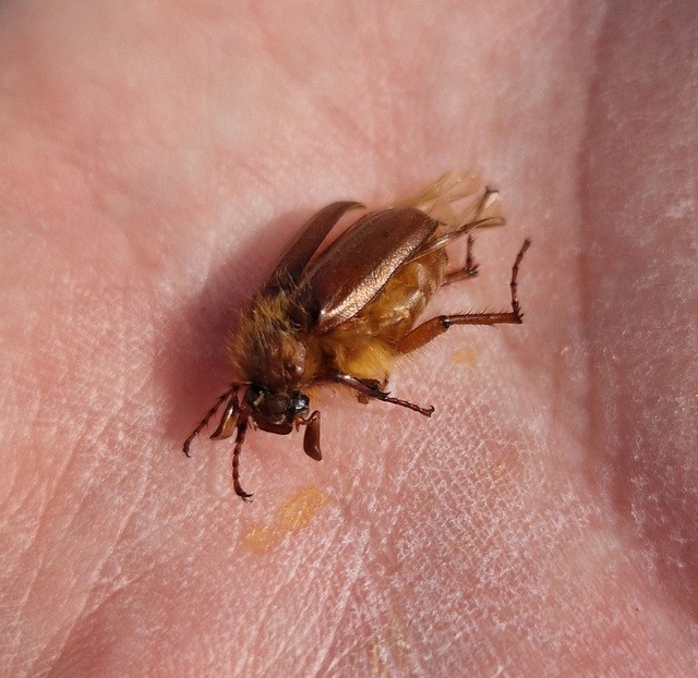Holochelus aequinoctialis - tavaszeleji cserebogár