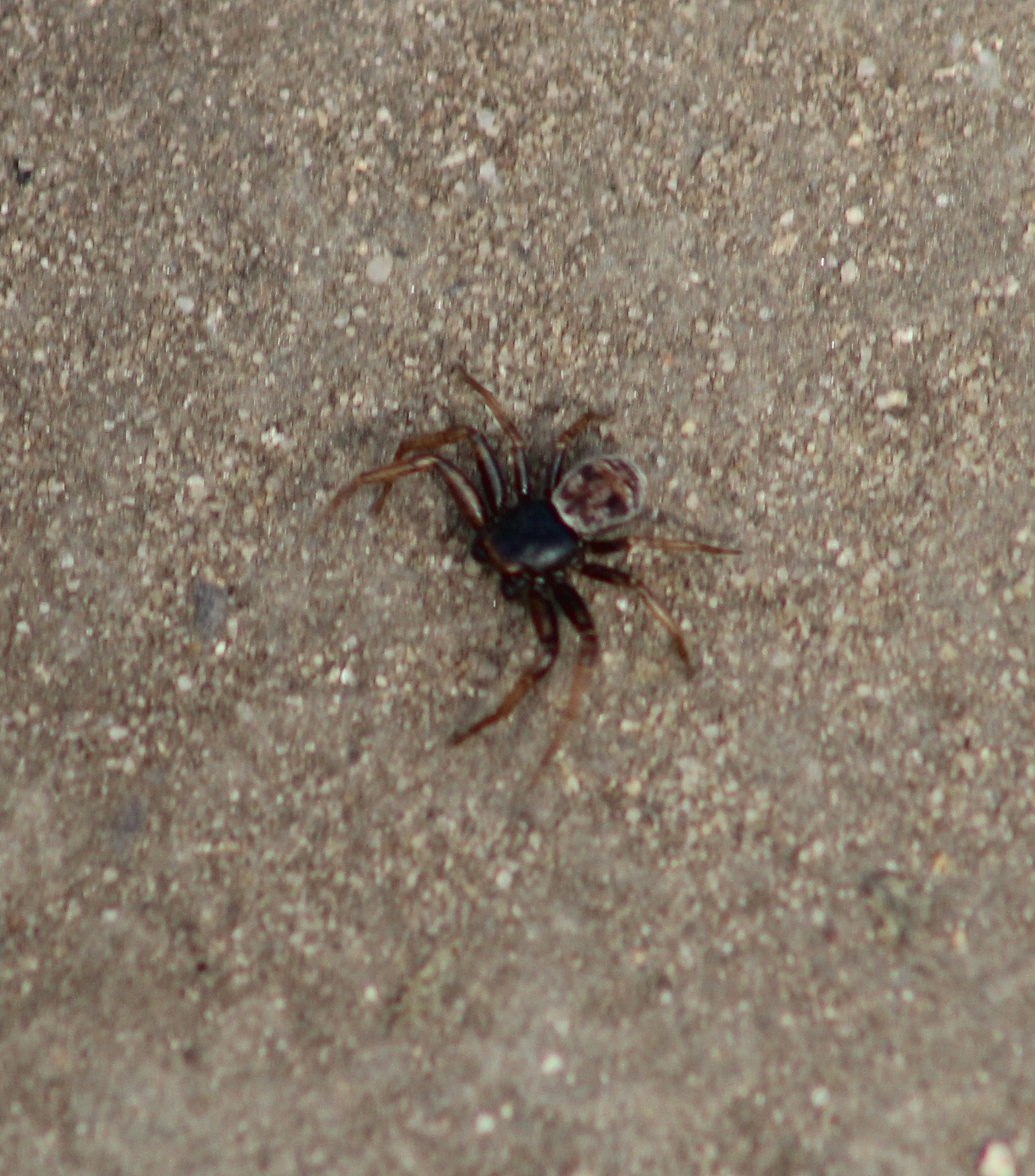 Coriarachne depressa