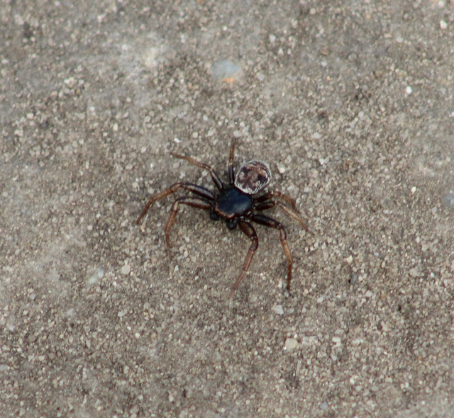 Coriarachne depressa