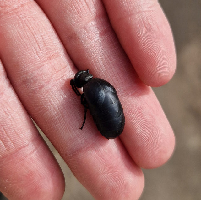 Meloe scabriusculus - érdes nünüke