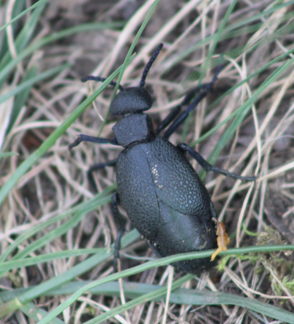 Meloe cicatricosus - óriásnünüke