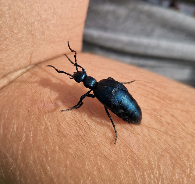 Meloe violaceus - kék nünüke
