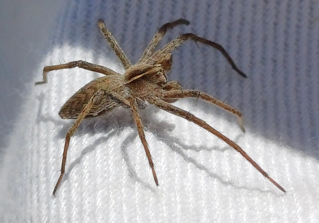 Pisaura mirabilis - csodáspók