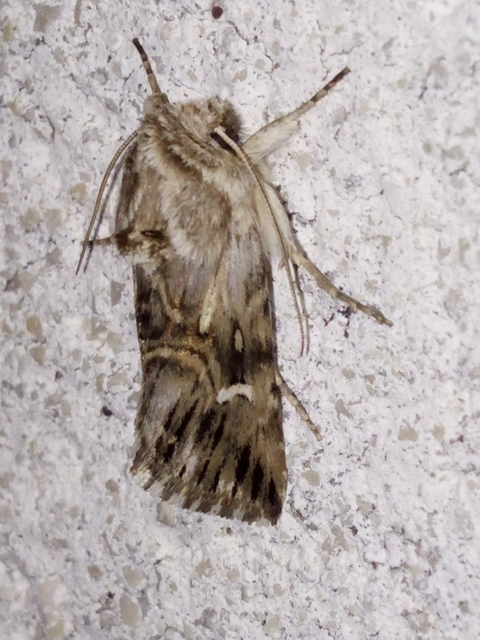 Calophasia lunula - gyújtoványfű-apróbagoly
