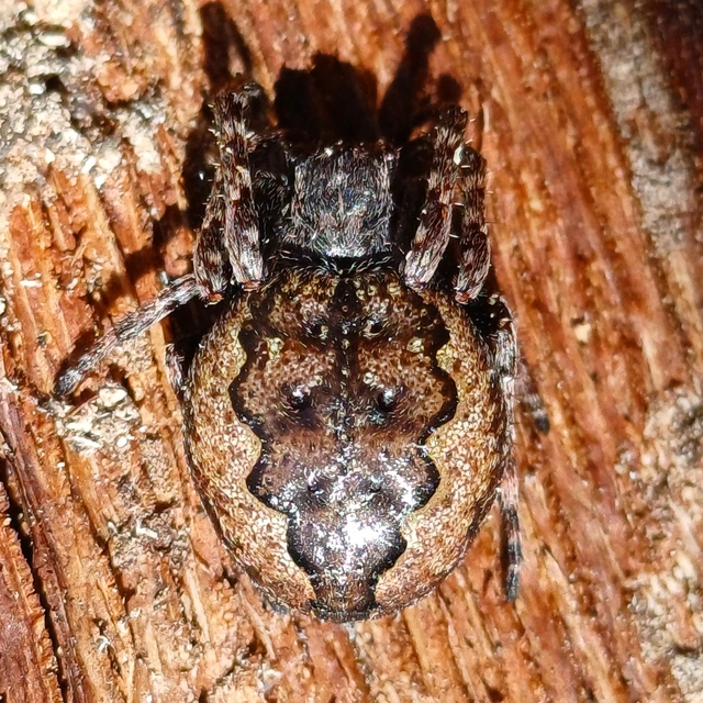 Nuctenea umbratica - közönséges rés-keresztespók