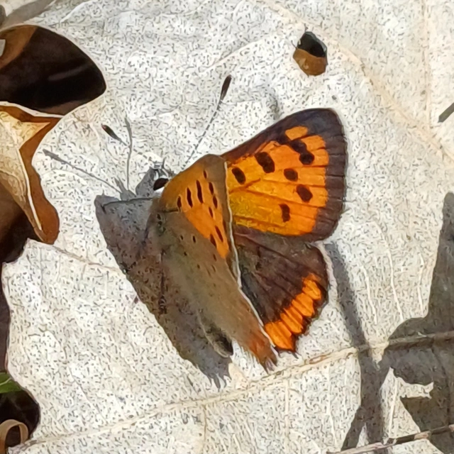 Lycaena phlaeas - közönséges tűzlepke