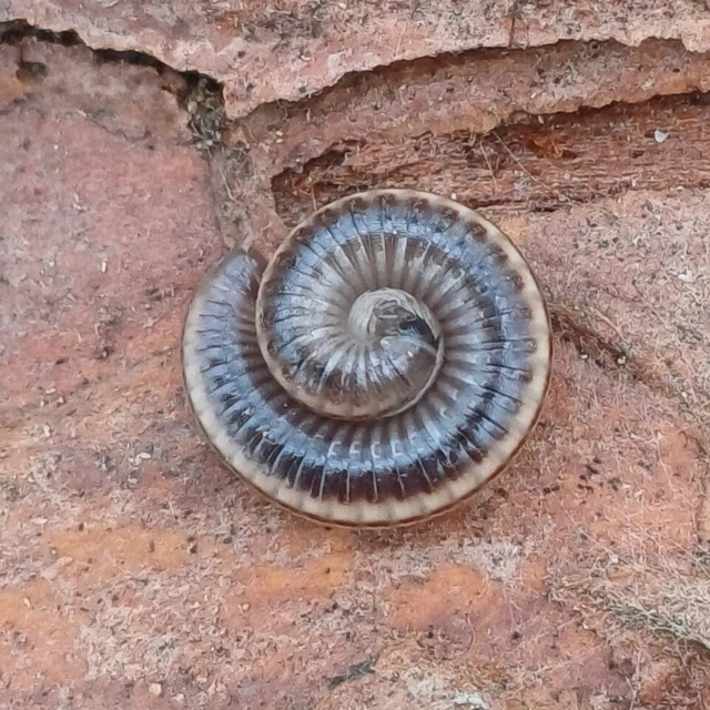 Diplopoda - Ikerszelvényesek