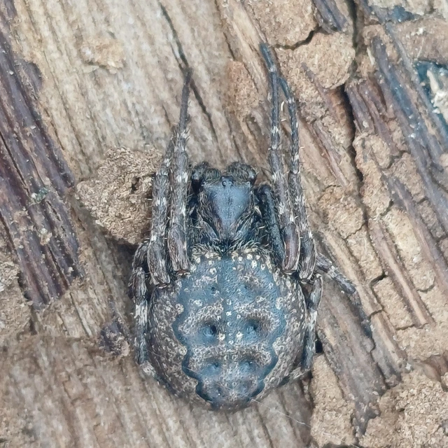 Nuctenea umbratica - közönséges rés-keresztespók
