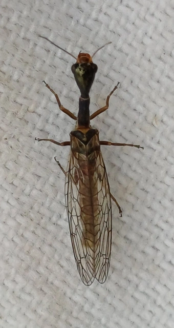 Raphidioptera - Tevenyakú-fátyolkák