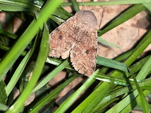 Orthosia incerta - változékony barkabagoly