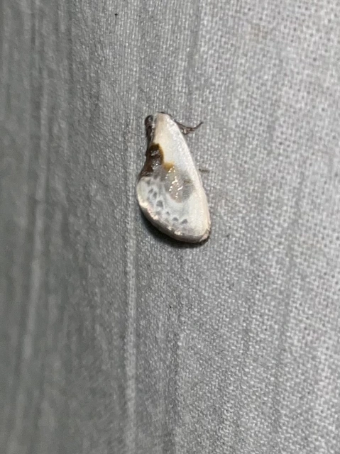 Cilix glaucata - törpe sarlósszövő