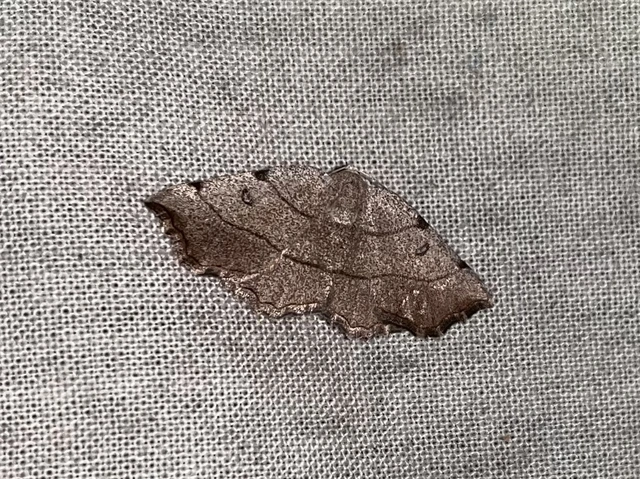 Eilicrinia trinotata - háromjegyű araszoló