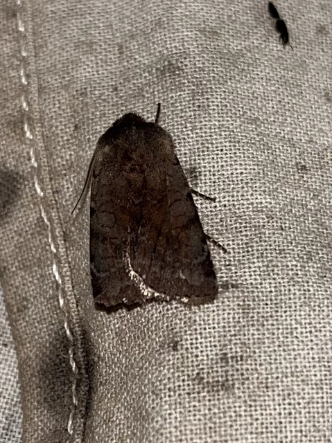Cerastis rubricosa - vörhenyes tavaszibagoly
