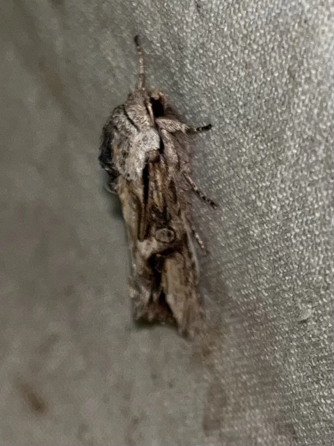 Egira conspicillaris - változékony szürkebagoly