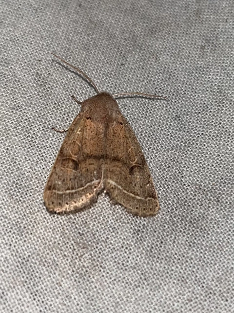 Orthosia cerasi - közepes barkabagoly