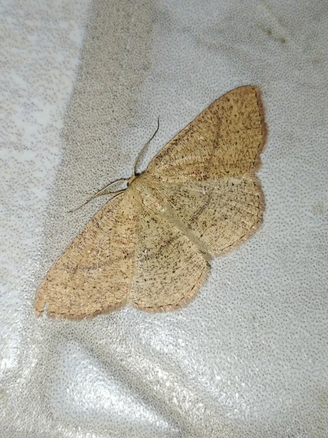 Cyclophora ruficiliaria - vörösrojtú pettyesaraszoló