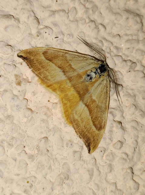 Watsonalla cultraria - bükkfa-sarlósszövő