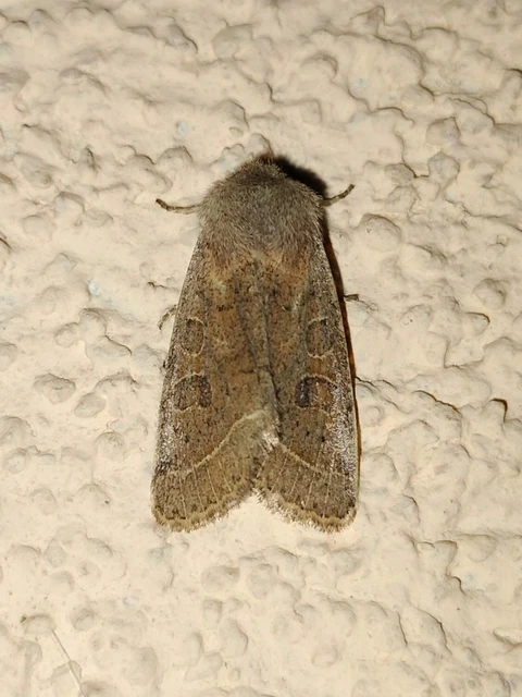 Orthosia cerasi - közepes barkabagoly