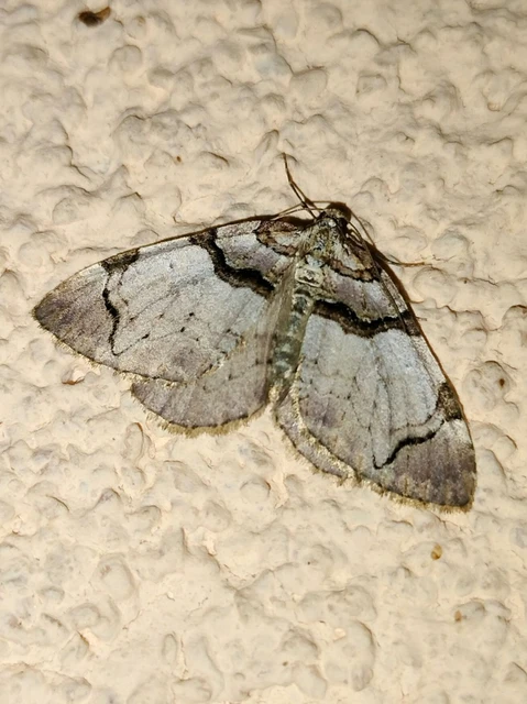 Anticlea derivata - vadrózsa-tarkaaraszoló