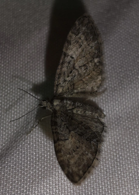 Eupithecia dodoneata - tölgy-törpearaszoló
