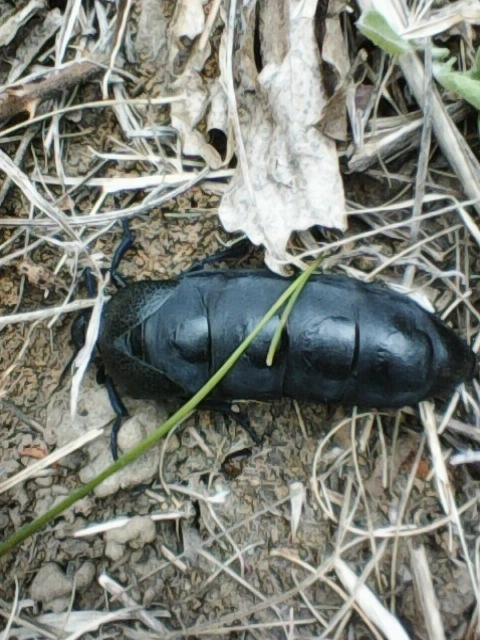 Meloe cicatricosus - óriásnünüke