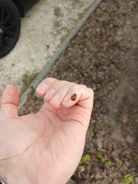 Coccinella septempunctata - hétpettyes katica