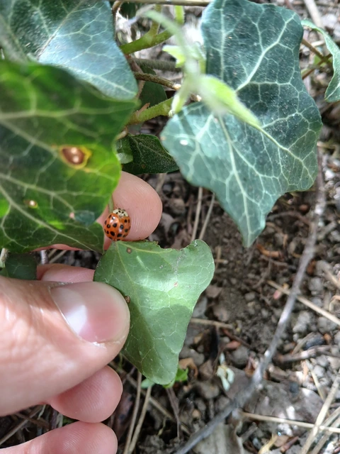 Harmonia axyridis - harlekinkatica