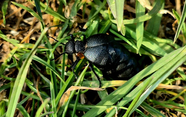 Meloe cicatricosus - óriásnünüke