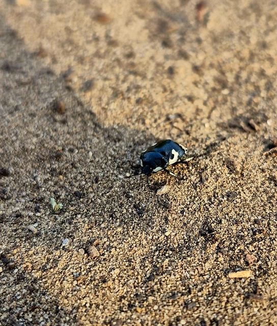 Tritomegas bicolor - foltos földipoloska