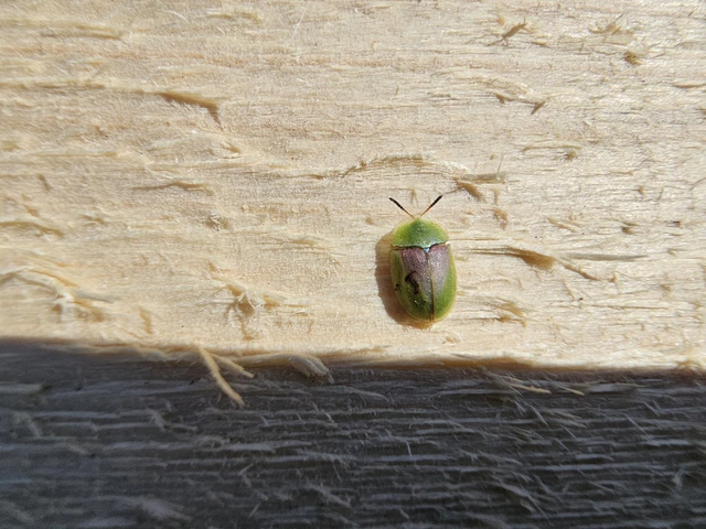 Cassida