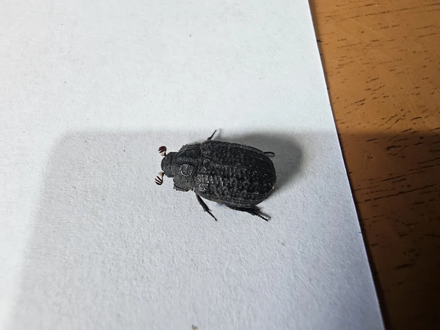 Trox sabulosus - közönséges irhabogár