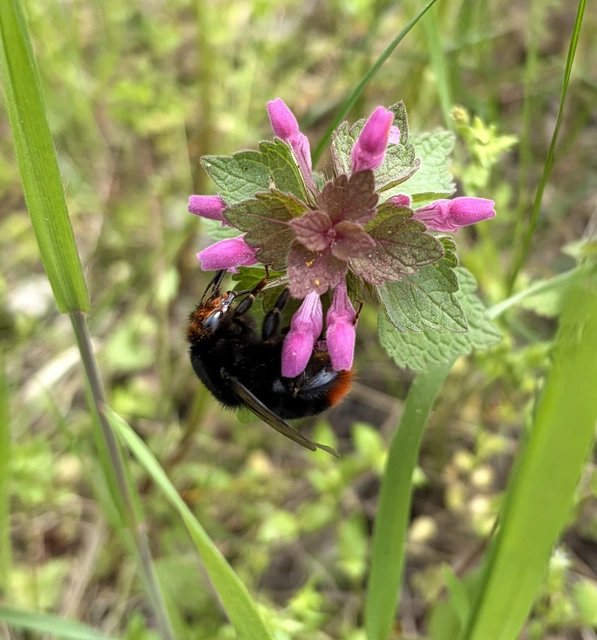 Bombus lapidarius - kövi poszméh
