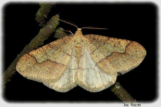 Agriopis marginaria - sárgás téliaraszoló